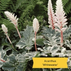 Best Ground Cover Plants | A Carpet Of Flowers -Plant Specialty Store 10 837755c8 afe5 4c31 bbd4 99fa79b99573