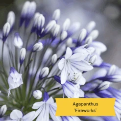 Best Tall Flowers | Perennials For Colour And Height -Plant Specialty Store 10 c48fa3ae 628f 42ad b6d6 8e20d5d5b03b