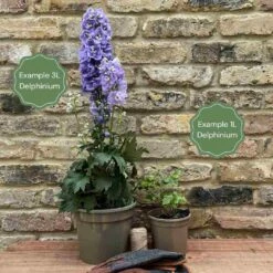 Delphinium 'Highlander Crystal Delight' 7 Delphinium 'Highlander Crystal Delight' -Plant Specialty Store 11 ff96fded 2387 4880 aa1f c63498a5480b