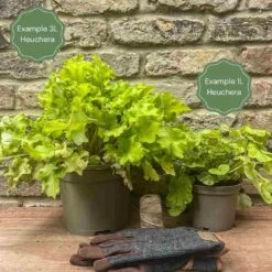 Heuchera 'Wildberry' -Plant Specialty Store 12 034a6561 6d88 419f a162 ae79148e32bc