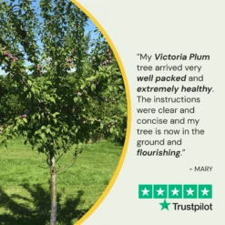 Victoria Plum Tree -Plant Specialty Store 150Artboard1
