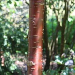 Single Stem Tibetan Cherry Tree | Prunus Serrula 8 Single Stem Tibetan Cherry Tree | Prunus Serrula -Plant Specialty Store 16