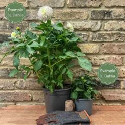 Dahlia Icoon -Plant Specialty Store 1 da17b71d f31b 485f a399 cf08fe5e6477