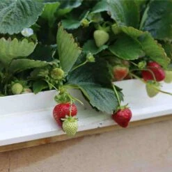 Cambridge Favourite Strawberry Plants -Plant Specialty Store 24