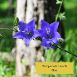 Best Ground Cover Plants | A Carpet Of Flowers -Plant Specialty Store 2 05af3458 018b 475f 9925 569ad9fff3ea