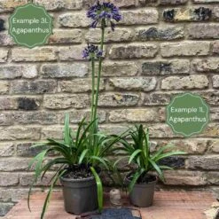 Agapanthus 'Poppin Purple' | 7.5L -Plant Specialty Store 2 1896bc26 d861 4684 b95c 99f0e119dfee
