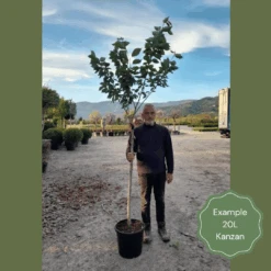 Japanese Cherry Blossom Tree | Prunus Serrulata 'Kanzan' -Plant Specialty Store 2 1 6b1fb918 9b42 4305 a998 86778440f682