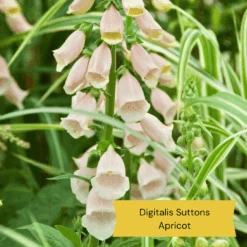 Top Tall Perennials | Plants For Height And Structure -Plant Specialty Store 2 1ad08129 434c 4a3c b3e2 a449f8ce6385