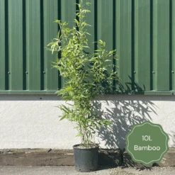 Green Bamboo | Phyllostachys Bisettii -Plant Specialty Store 2 b8168d84 6f80 4cc3 9292 63e039294d91