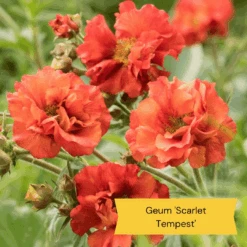 Geums Are Forever Collection -Plant Specialty Store 2 c4409372 9a30 459a b7ea d8fdeca987fd