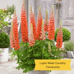 West Country Lupin Collection -Plant Specialty Store 2 c7459a82 e545 4484 b041 2d58fa4b796f