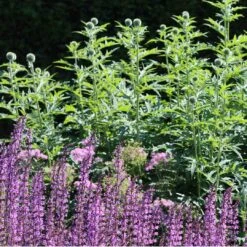 Salvia 'Rose Marvel' -Plant Specialty Store 34