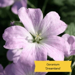 Best Ground Cover Plants | A Carpet Of Flowers -Plant Specialty Store 3 10def73d 87a7 4423 aad3 fdf5c33f6c0a