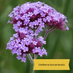 Top Tall Perennials | Plants For Height And Structure -Plant Specialty Store 3 582d550a ba9d 452c 8443 5760efc2e31d