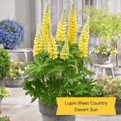 West Country Lupin Collection -Plant Specialty Store 3 675d837e 4347 43a5 a55b ce6815a336aa