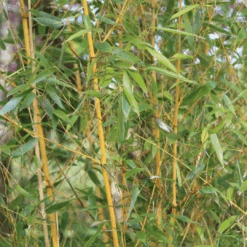 Golden Bamboo | Phyllostachys Aurea 11 Golden Bamboo | Phyllostachys Aurea -Plant Specialty Store 3 84d98edd dc4d 45d0 8aab e2ff1368fc70