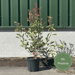 Photinia 'Red Robin' 16 Photinia 'Red Robin' -Plant Specialty Store 3 b7201c58 b4ae 4adc b36d 73d905e78876