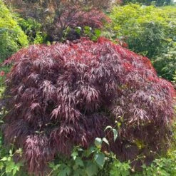 Red Weeping Japanese Maple Tree | Acer Palmatum 'Garnet' -Plant Specialty Store 40