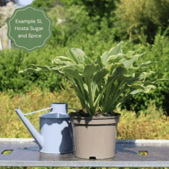 Hosta 'Sugar & Spice' -Plant Specialty Store 47 374c027b 3d64 4403 9e7d 2a49de52e6d8