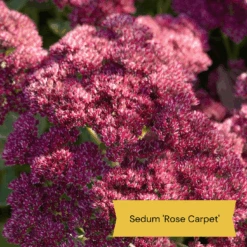 Sensory Garden Plants | Tactile, Bright & Fragrant -Plant Specialty Store 4 1842bcc6 2f64 4592 8dc3 7ec0c70f8cea