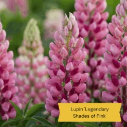 Best Tall Flowers | Perennials For Colour And Height -Plant Specialty Store 4 23dd553d 857d 40c1 946c 56ab2ddc58ad