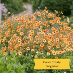 Geums Are Forever Collection -Plant Specialty Store 4 97e7703f 2673 4a42 ab00 07cde4567536