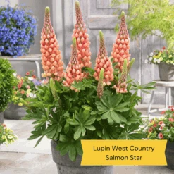 West Country Lupin Collection -Plant Specialty Store 4 cda8f4cd ed82 45a5 8fce 044d9f10f429