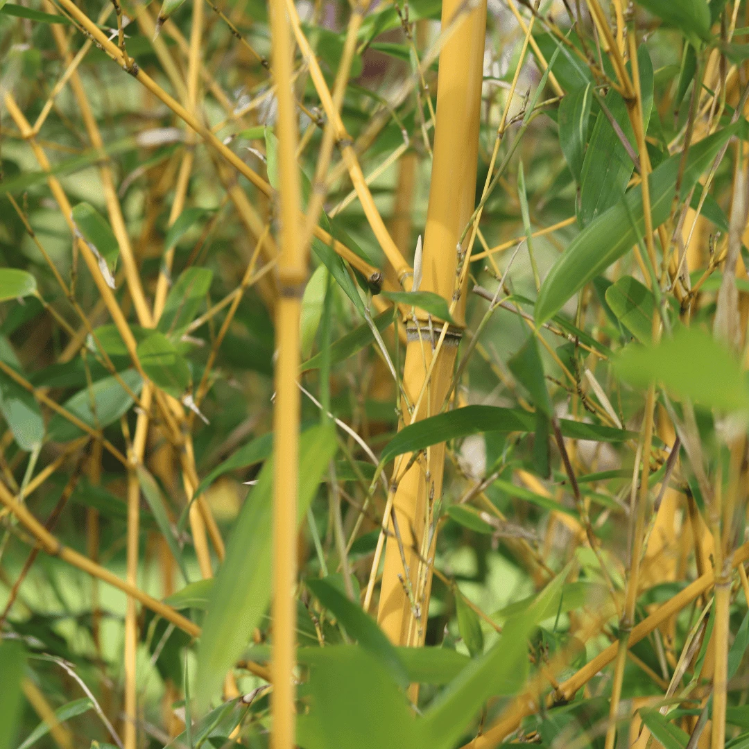 Golden Bamboo | Phyllostachys Aurea 5 Golden Bamboo | Phyllostachys Aurea - Image 3