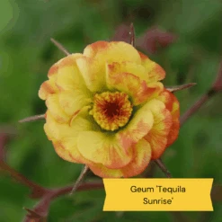 Geums Are Forever Collection -Plant Specialty Store 5 29cd16f2 5951 4643 8814 e1219b043325