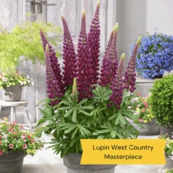 West Country Lupin Collection -Plant Specialty Store 5 ff6c93ca 5af3 47c2 acc4 7336daa3b7fb