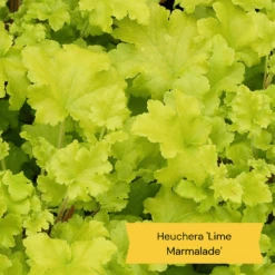 Best Ground Cover Plants | A Carpet Of Flowers -Plant Specialty Store 6 86769194 3fb4 4162 be91 0e845dfa7f3e