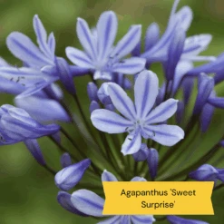 Top Tall Perennials | Plants For Height And Structure -Plant Specialty Store 6 c1f490b3 420c 47e0 8bf8 28d5c2e9156f