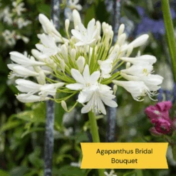 Best Tall Flowers | Perennials For Colour And Height -Plant Specialty Store 6 c2c77175 3aa4 49a5 8066 b570c77636e2