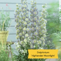 Best Tall Flowers | Perennials For Colour And Height -Plant Specialty Store 7 2105d4aa 7e4c 4e7d aca4 5ba28866c6e8
