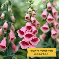 Best Tall Flowers | Perennials For Colour And Height -Plant Specialty Store 8 15a7472e ebb1 4d61 b921 20fc084db2ad