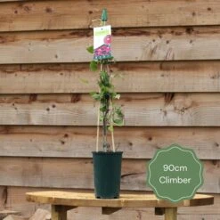 'Rosa Banksiae 'Lutea' | Rambling Rose 10 'Rosa Banksiae 'Lutea' | Rambling Rose -Plant Specialty Store 90cm Climber ac979e6e 68a0 474c b646 c7bd8b2b75af