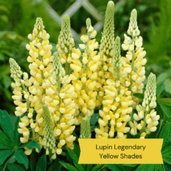 Top Tall Perennials | Plants For Height And Structure -Plant Specialty Store 9 27d1ab8e d7f5 47e6 964e 1b936bd94d27