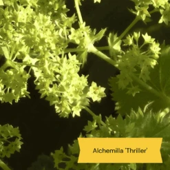 Best Ground Cover Plants | A Carpet Of Flowers -Plant Specialty Store 9 8dafed11 8be0 4fd6 9703 440d32544ae9