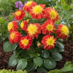 12 Annuals For Pots | The Waterloo Sunset Collection | Petunia, Dahlia & Begonia -Plant Specialty Store AB0024 1 1ce64d65 47d7 4560 9627 39a044dee6f1