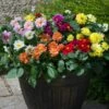 40 Mixed Dahlia 'Figaro' Plug Plants -Plant Specialty Store AB0101 2