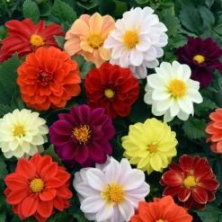 40 Mixed Dahlia 'Figaro' Plug Plants -Plant Specialty Store AB0101 4