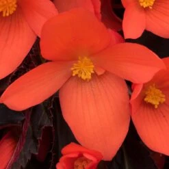 12 Annuals For Pots | The Waterloo Sunset Collection | Petunia, Dahlia & Begonia -Plant Specialty Store AB0109 6 81c7ee0f 866b 4002 a2a7 e017471f5e7f