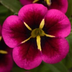 12 Annuals For Hanging Baskets | The Dark Side Of The Moon Collection | Calibrachoa, Petunia & Dahlia -Plant Specialty Store AB0111 5 e03dc071 f4fe 45b7 8763 f797d6ef1afb