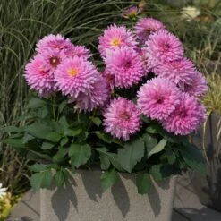 Dahlia Dalina Maxi 'Salinas' Jumbo Plug Plants -Plant Specialty Store AB0114 2