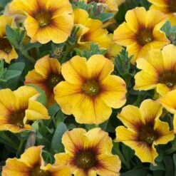 12 Annuals For Pots | The Waterloo Sunset Collection | Petunia, Dahlia & Begonia -Plant Specialty Store AB0135 5 d4a221e9 6679 4af5 bd27 c420f200752b