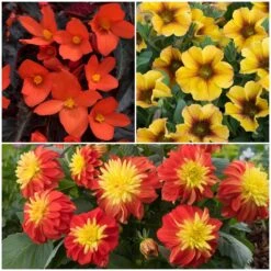 12 Annuals For Pots | The Waterloo Sunset Collection | Petunia, Dahlia & Begonia