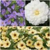 12 Annuals For Pots | The Summer Serenity Collection | Petunia, Bacopa & Dahlia -Plant Specialty Store ABCOL16 1