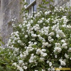 'Rosa Banksiae 'Alba Plena' | Rambling Rose -Plant Specialty Store Alba 3 fb9bc423 e321 4954 addf ed0556215de3