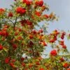 Cut-Leaf Mountain Ash Tree | Sorbus Asplenifolia -Plant Specialty Store Asplenifolia 1