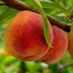 Avalon Pride Peach Tree 14 Avalon Pride Peach Tree -Plant Specialty Store AvalonPride006